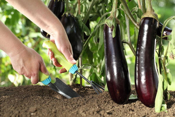 vorming van aubergines in kassen