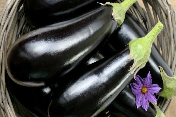 Eggplant Black Prince: general information about the variety