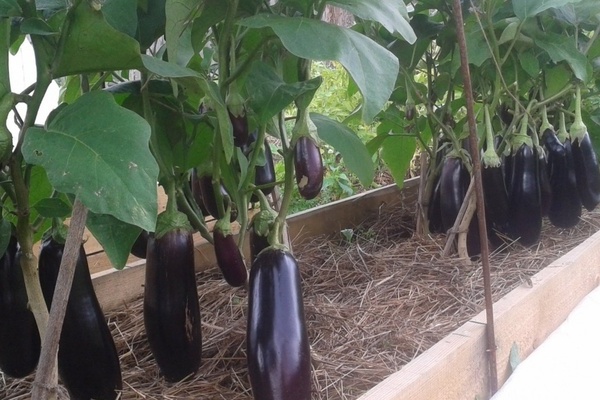Eggplant Black Prince: en beskrivelse av fordeler og ulemper