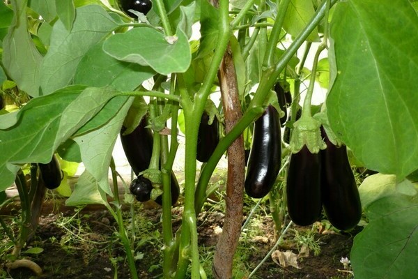 Black prince, eggplant: photo, plant care features