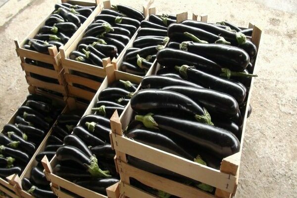 Description de la variété d'aubergine Black Prince: règles de récolte, récolte