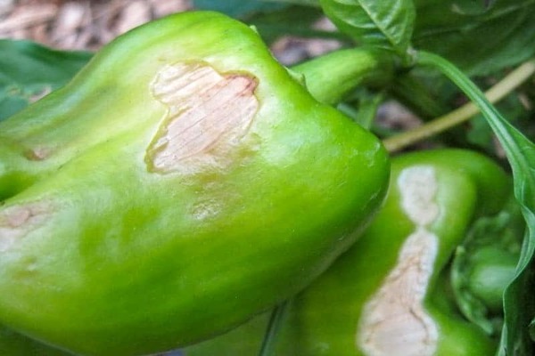 pepper disease