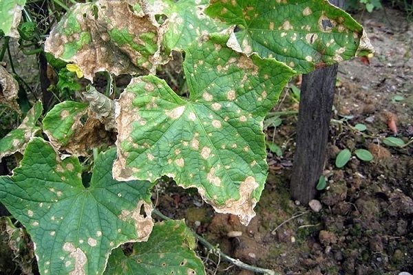 diseases and pests of cucumbers