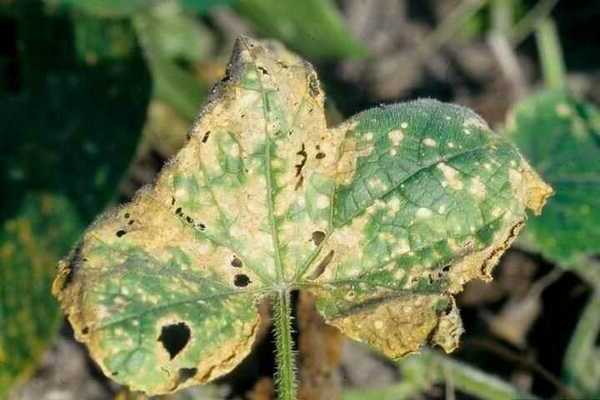 diseases and pests of cucumbers