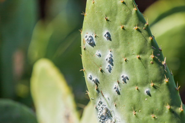 choroby kaktusov a škodcov
