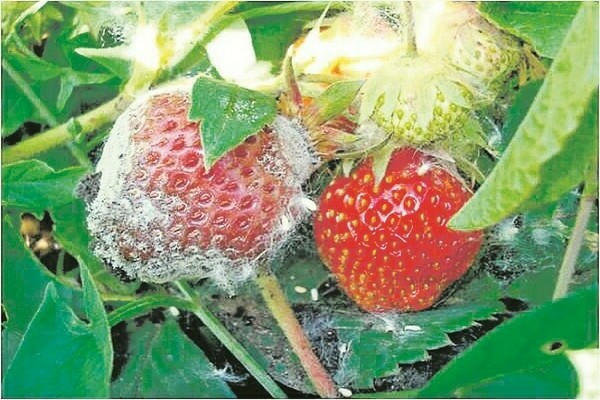 Sakit na strawberry na may mga larawan