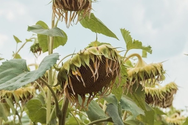 sunflower disease pictures
