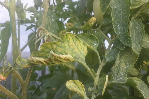 Diseases of tomatoes description with photos