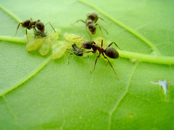 контрол на мравки