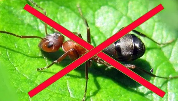 kontrola mravcov
