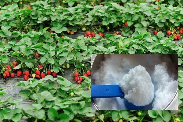 Acide borique pour fraises : les faits marquants