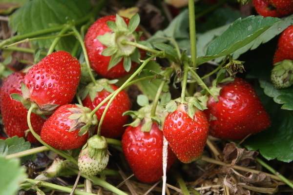Å mate jordbær med borsyre: fordeler