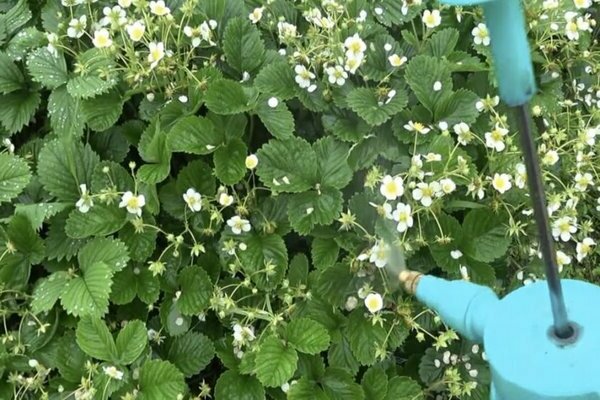 Spraying strawberries with boric acid: rules for preparing a solution