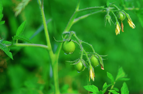 acido borico per pomodori