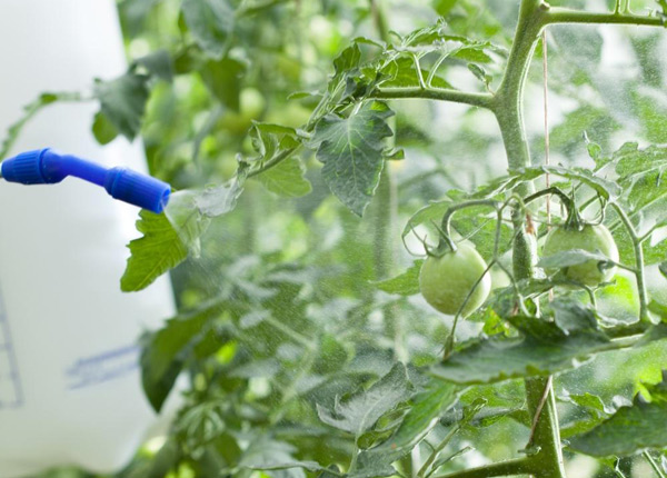 boorzuur voor tomaten