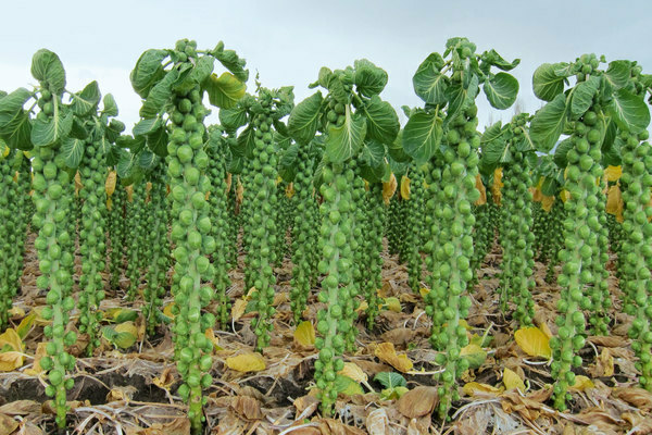 Brussels sprouts cultivation