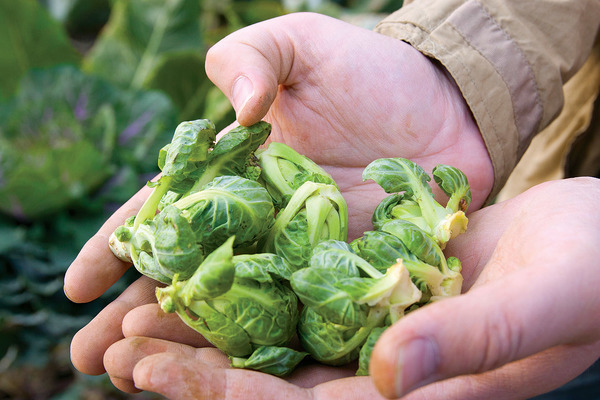 Brussels sprouts cultivation