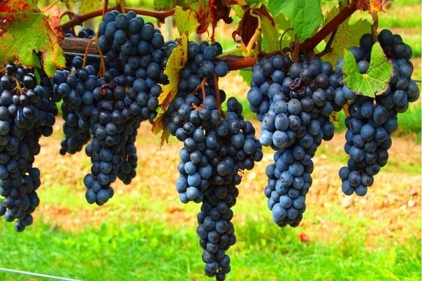 non-covering grape varieties