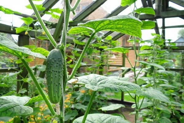 how to feed cucumbers in a greenhouse