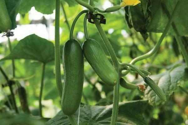 how to feed cucumbers for growth in a greenhouse