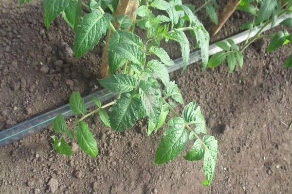 Hvordan mate tomater etter planting i bakken. Behovet for gjødsel