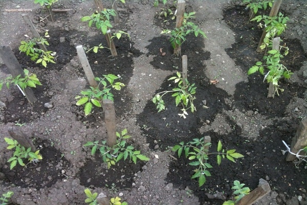 Hvordan mate tomater etter planting i mai og forsommeren