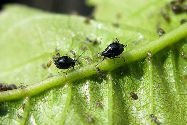 Black aphid