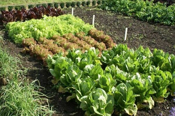 What can be planted in June, how to prepare the beds