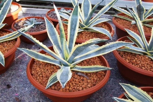 growing conditions for agave