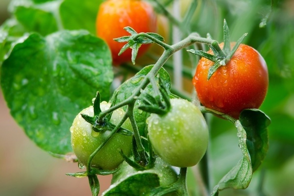feeding tomatoes