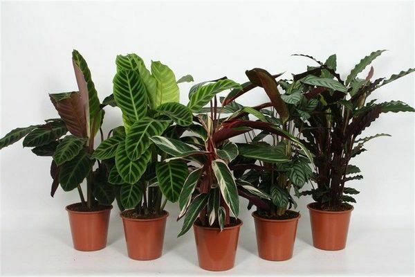 názvy dekoratívnych izbových rastlín