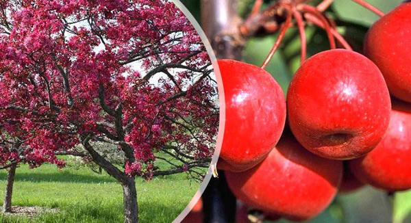 stabla jabuka crvendać