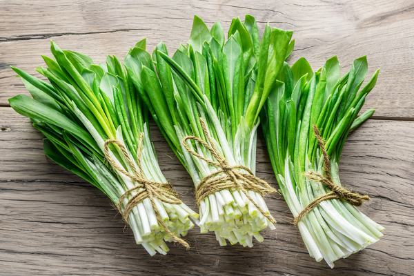 properties of wild garlic