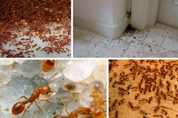 House ants: how to get rid of. Introduction to the topic