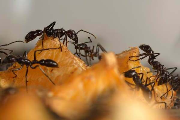 Domáce mravce: ako sa ich zbaviť, prečo sa objavujú v dome