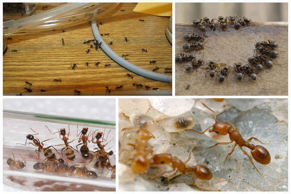 Mravce doma: odrody