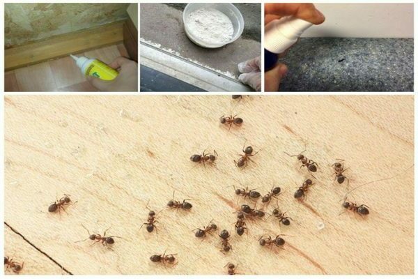 House ants: how to get rid of. Remedies for home ants