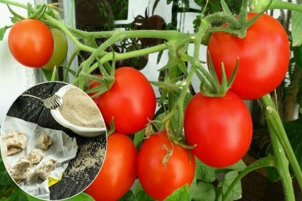 fôring av tomater i drivhuset