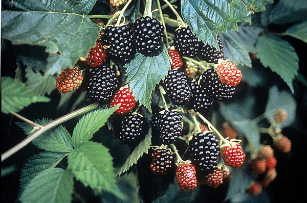 kekenyangan blackberry