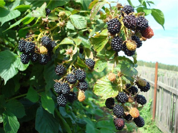 blackberry ruben