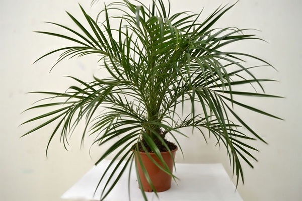date palm photo