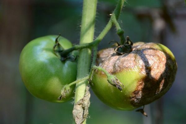 Фитофтора върху домати: информация за болестта
