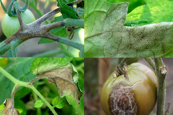 Phytophthora on tomatoes: types