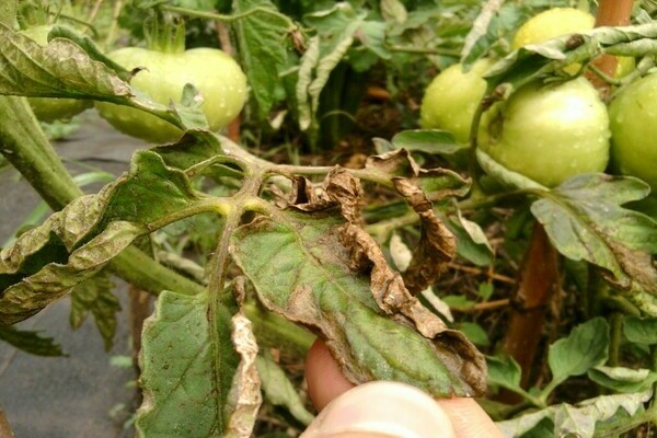 Infected tomatoes: late blight in the ground. Causes of the disease