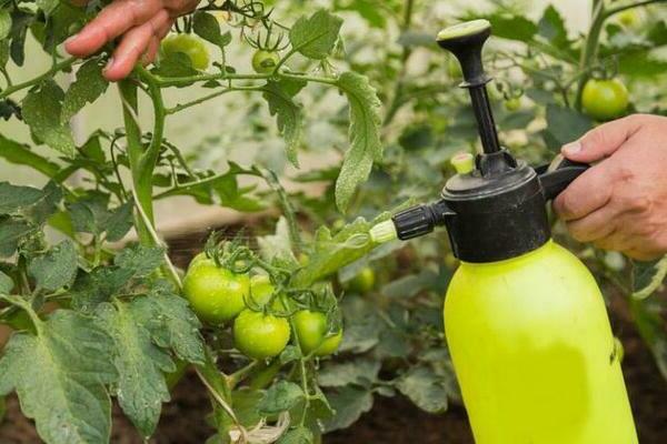 Processing tomatoes from late blight: chemical treatments