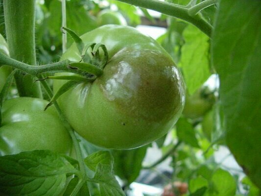 Tegn og trekk ved sykdommen, hvordan man behandler tomater fra sen rødme