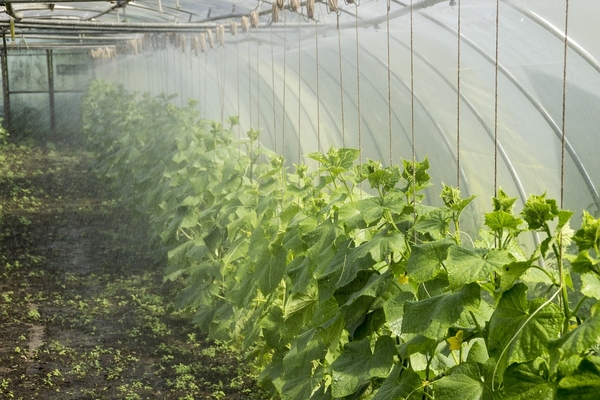 ako kŕmiť uhorky v skleníku