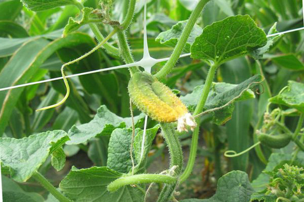 las hojas de pepino se vuelven amarillas