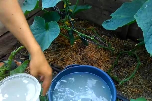 comment nourrir les concombres avec de la levure
