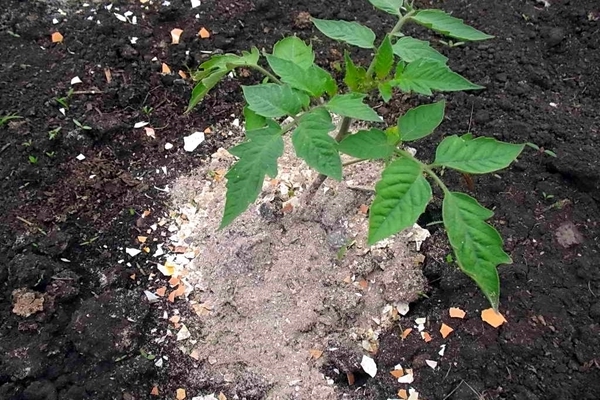 подхранване на домат в земята